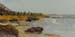 6x12_pineTreeCoast