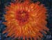 8x10_orangeFlame