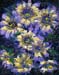 8x10_purpleFlowers00