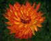 8x10cp_orangeFlower01
