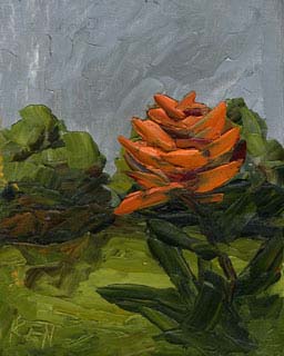 8x10c_wildflowers15