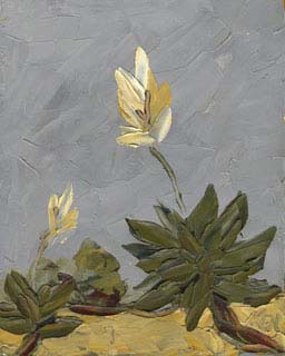8x10c_wildflowers17