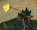 8x10c_wildflowers01