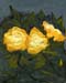 8x10c_wildflowers07
