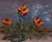 8x10c_wildflowers12