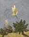 8x10c_wildflowers17