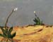 8x10c_wildflowers18