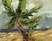 8x10sc_stomyPalm