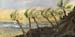 12x24_westCoastPalms