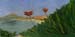 12x24sc_lakeMead01