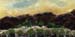 8x16_californiaGroves