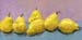 8x16_pears00