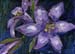 9x12_purpleIris00
