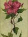 9x12cp_redHibiscus