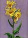 9x12cp_yellowCannas