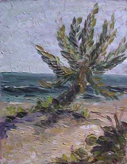 14x18c_oceanPalm01