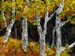 12x16_fallAspens00