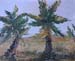 20x24sc_twoDesertPalms