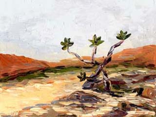 16x20desert01