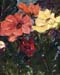 120702flowers
