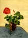 14x18geranium01