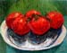 16x20vinetomatoes01