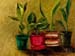 plants