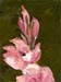 6x8glads01