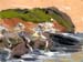 6x8mendocinocoast02