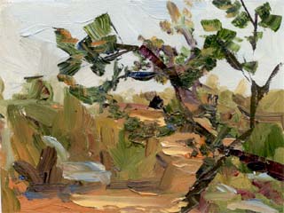 6x8torreypines01