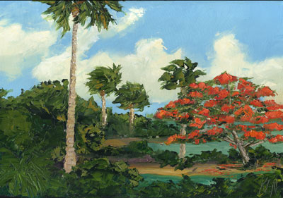 royal poinciana on the river